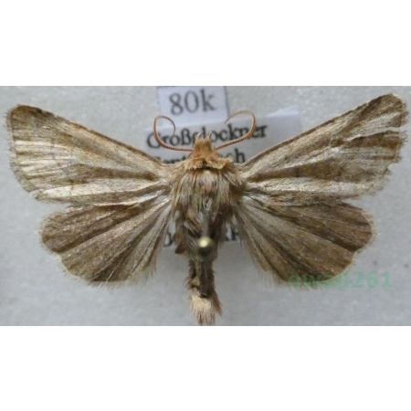 Eriopygodes imbecilla (Fabricius, 1794) Zmierzchówka słabka Austria80k